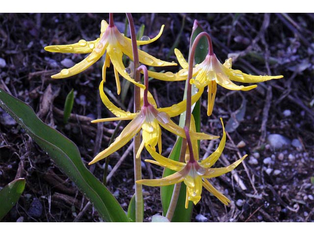 Erythronium grandiflorum ssp. grandiflorum (Yellow avalanche lily) #69092