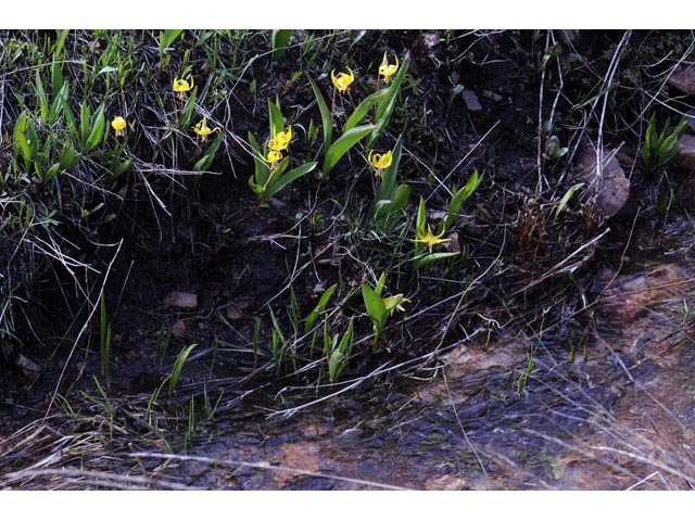 Erythronium grandiflorum ssp. grandiflorum (Yellow avalanche lily) #69093