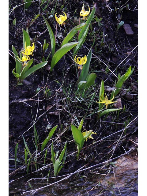 Erythronium grandiflorum ssp. grandiflorum (Yellow avalanche lily) #69094