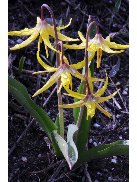 Erythronium grandiflorum (Yellow avalanche-lily) #69122