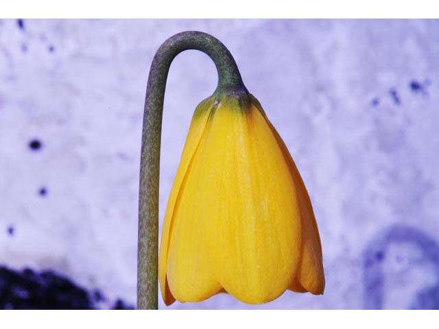 Fritillaria pudica (Yellow fritillary) #69143