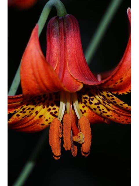 Lilium canadense (Canada lily) #69151