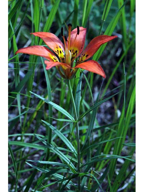 Lilium philadelphicum (Wood lily) #69166