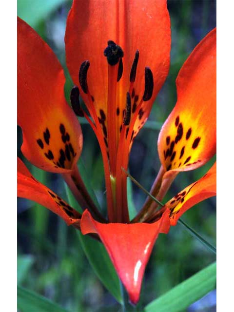 Lilium philadelphicum (Wood lily) #69175