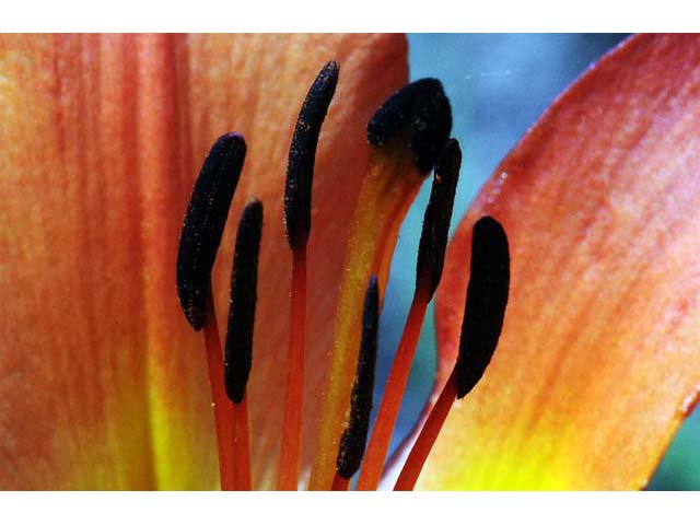 Lilium philadelphicum (Wood lily) #69179