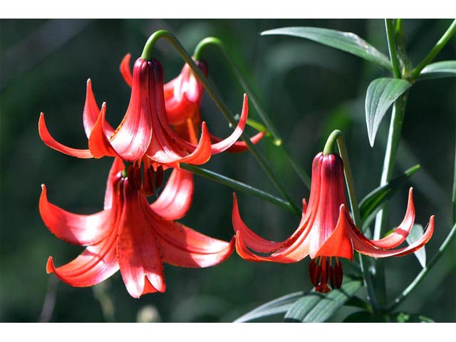 Lilium canadense (Canada lily) #69214