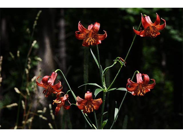 Lilium canadense (Canada lily) #69229
