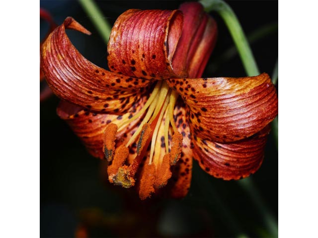 Lilium canadense (Canada lily) #69236