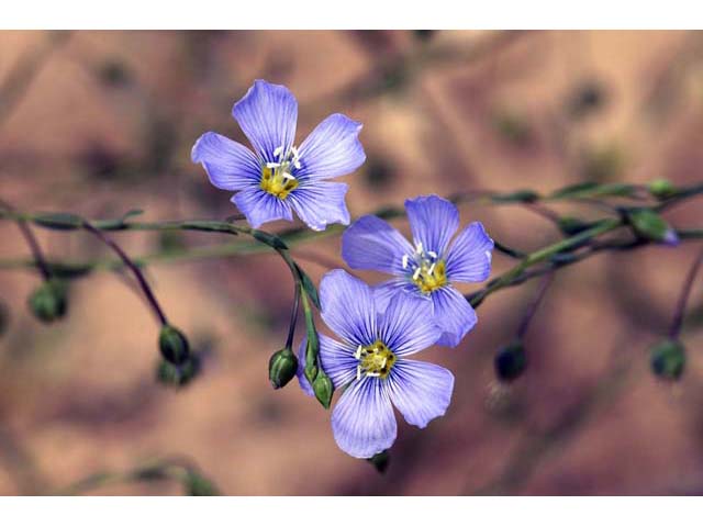 Linum lewisii (Wild blue flax) #69271