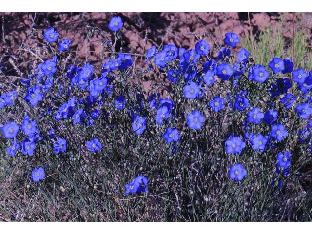 Linum lewisii (Wild blue flax) #69277