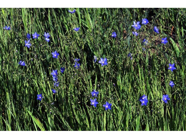 Linum lewisii (Wild blue flax) #69285
