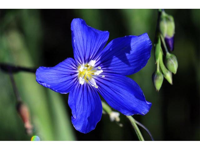Linum lewisii (Wild blue flax) #69293