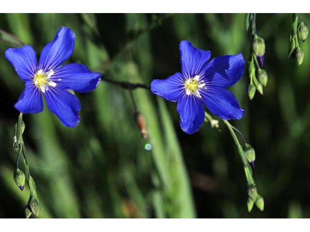 Linum lewisii (Wild blue flax) #69294