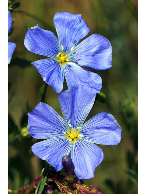 Linum lewisii (Wild blue flax) #69299