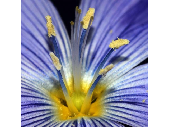 Linum lewisii (Wild blue flax) #69307