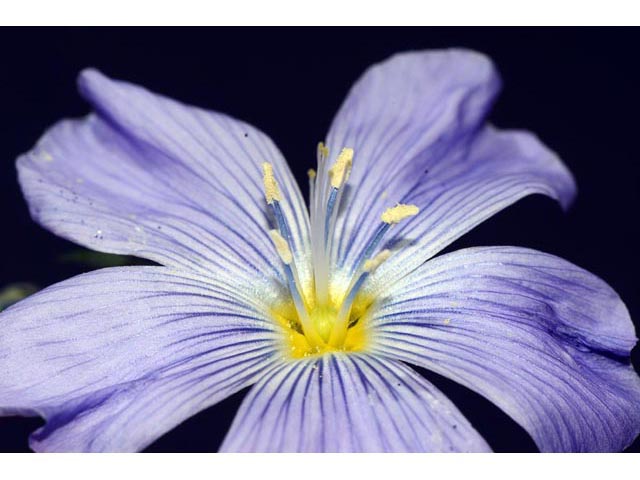Linum lewisii (Wild blue flax) #69308