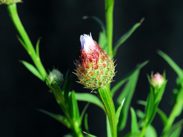 Centaurea americana (American basket-flower) #28421