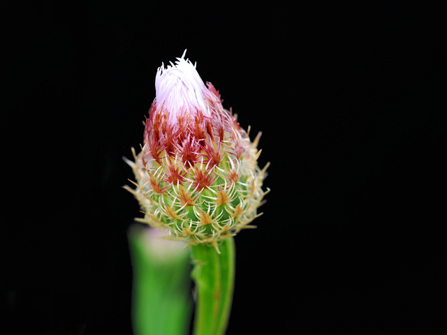 Centaurea americana (American basket-flower) #28423