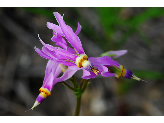Dodecatheon meadia (Eastern shooting star) #36236