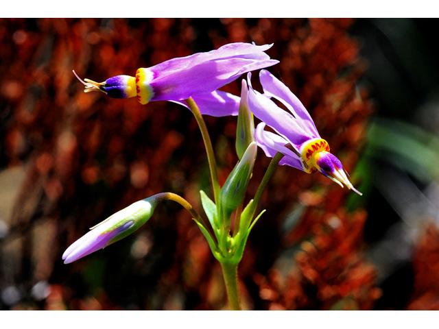 Dodecatheon meadia (Eastern shooting star) #36256
