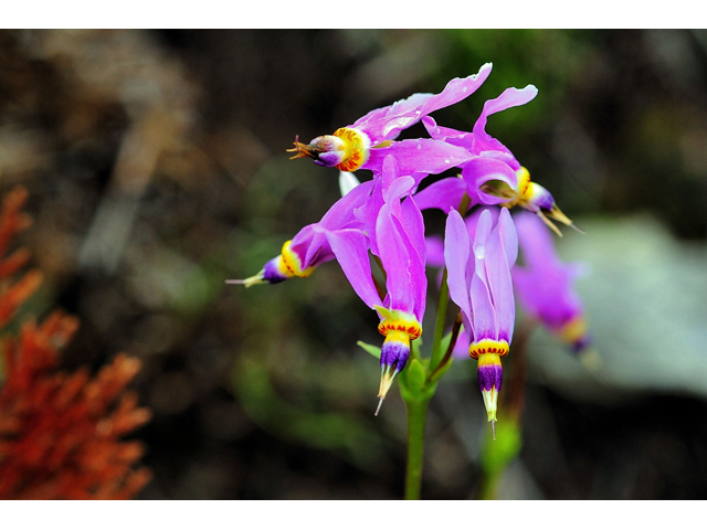 Dodecatheon meadia (Eastern shooting star) #36258