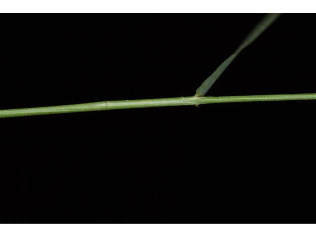 Agrostis perennans (Upland bentgrass) #60551