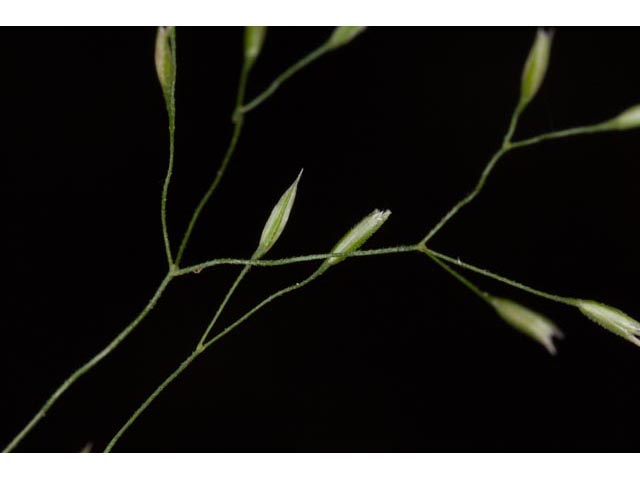 Agrostis perennans (Upland bentgrass) #60556