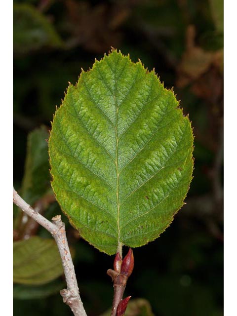 Alnus viridis (Green alder) #61382
