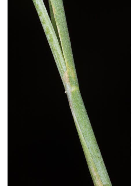 Alopecurus carolinianus (Carolina foxtail ) #61397