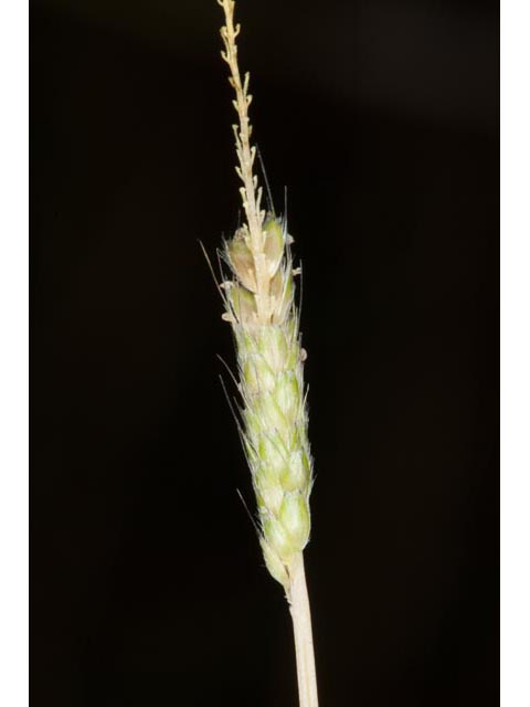 Alopecurus carolinianus (Carolina foxtail ) #61402