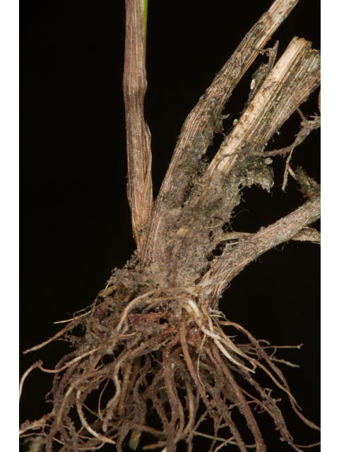 Alopecurus carolinianus (Carolina foxtail ) #61404
