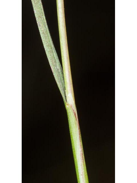 Alopecurus carolinianus (Carolina foxtail ) #61405