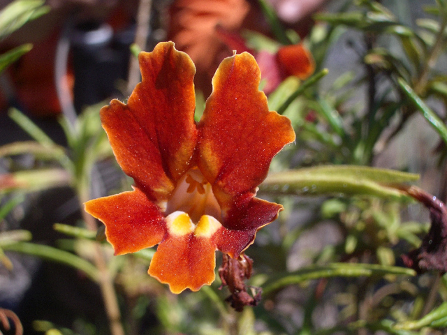 Diplacus rutilus (Santa susana bush monkeyflower) #27586