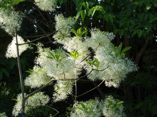 Chionanthus virginicus (White fringetree) #30113