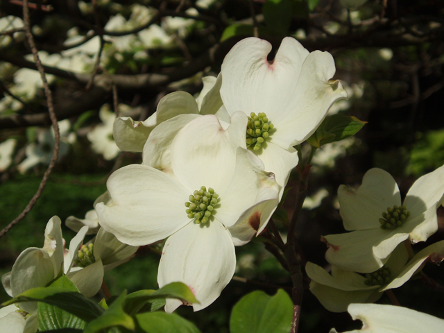 Cornus florida (Flowering dogwood) #30130