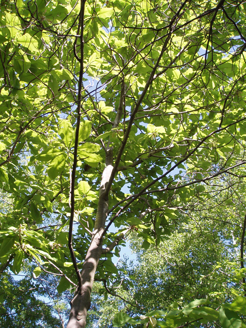 Magnolia tripetala (Umbrella tree) #30183