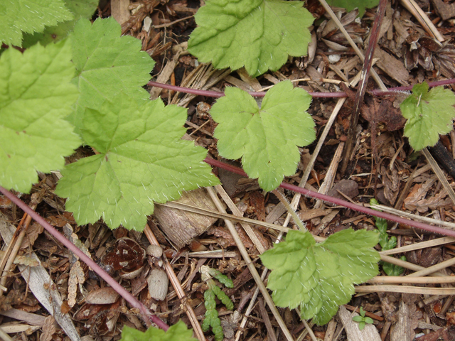 Tiarella cordifolia var. cordifolia (Mountan foamflower) #30218