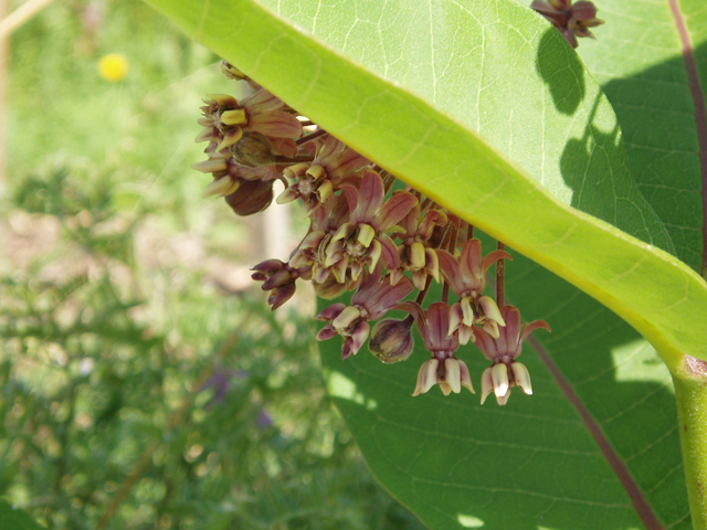 Asclepias syriaca (Common milkweed) #30235