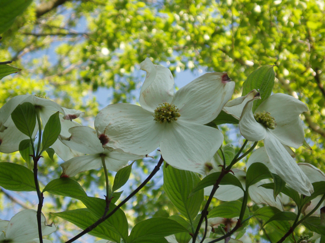 Cornus florida (Flowering dogwood) #30265