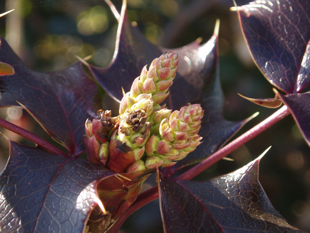 Mahonia aquifolium (Holly-leaved barberry) #30335