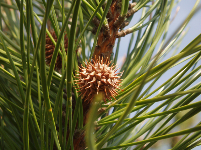 Pinus rigida (Pitch pine) #30362
