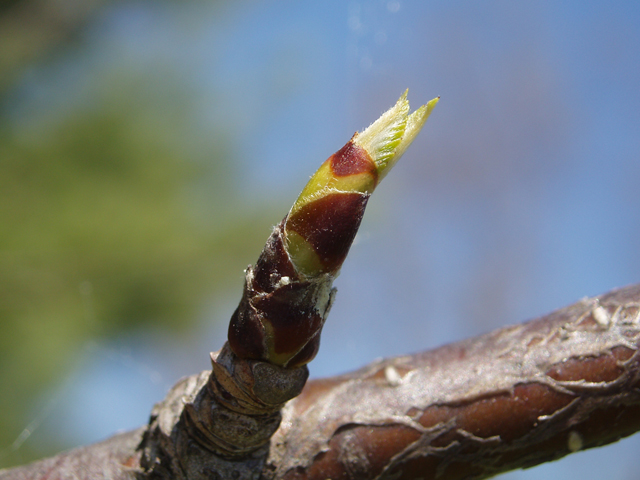 Betula alleghaniensis (Yellow birch) #32762