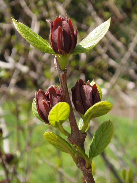 Calycanthus floridus (Eastern sweetshrub) #32781