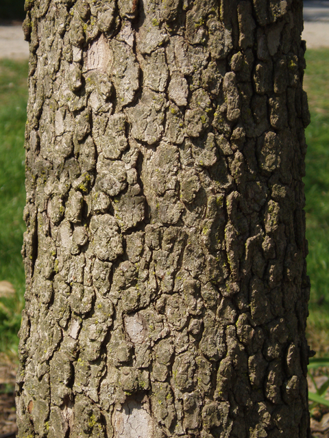 Cornus florida (Flowering dogwood) #32810