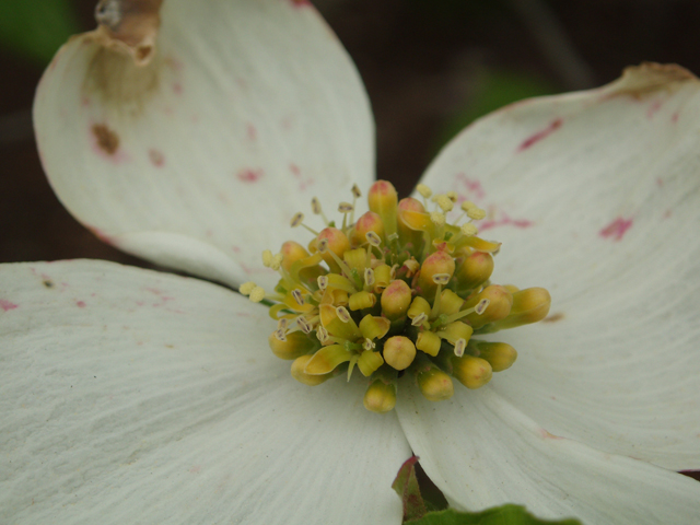 Cornus florida (Flowering dogwood) #32811