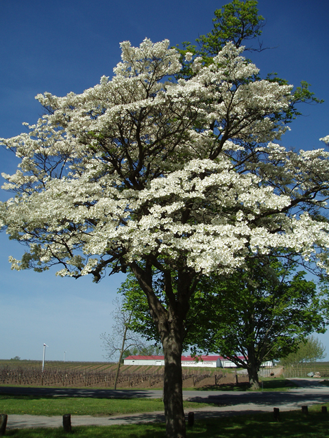 Cornus florida (Flowering dogwood) #32812