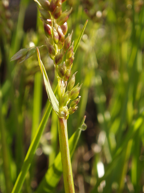 Hierochloe odorata (Sweetgrass) #32894