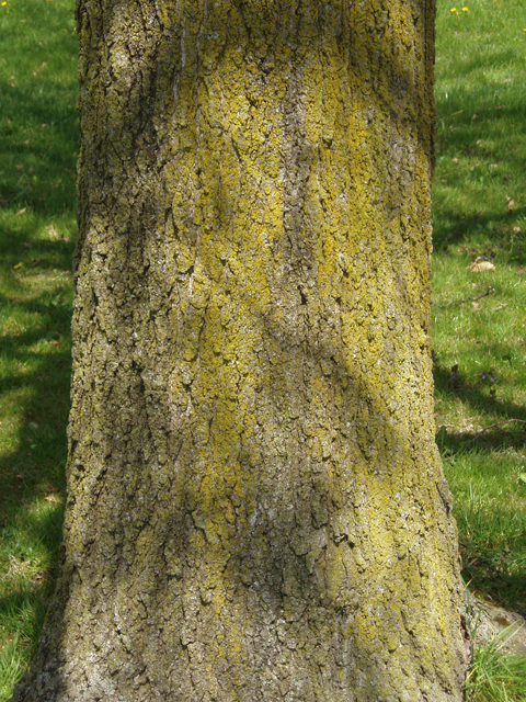Quercus imbricaria (Shingle oak) #33004