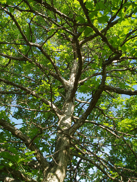 Quercus muehlenbergii (Chinkapin oak) #33016