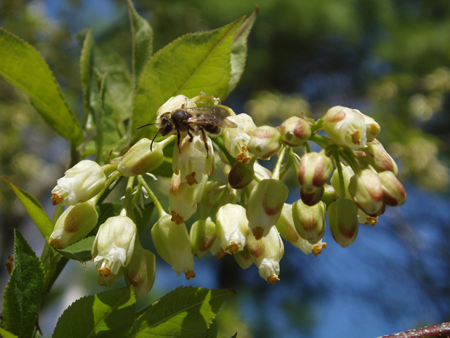 Staphylea trifolia (American bladdernut) #33043